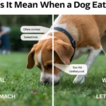 Dog eating grass warning signs image